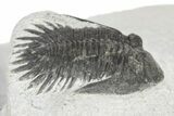 Doublle Mrakibina Trilobite Plate - Mrakib, Morocco #245526-5